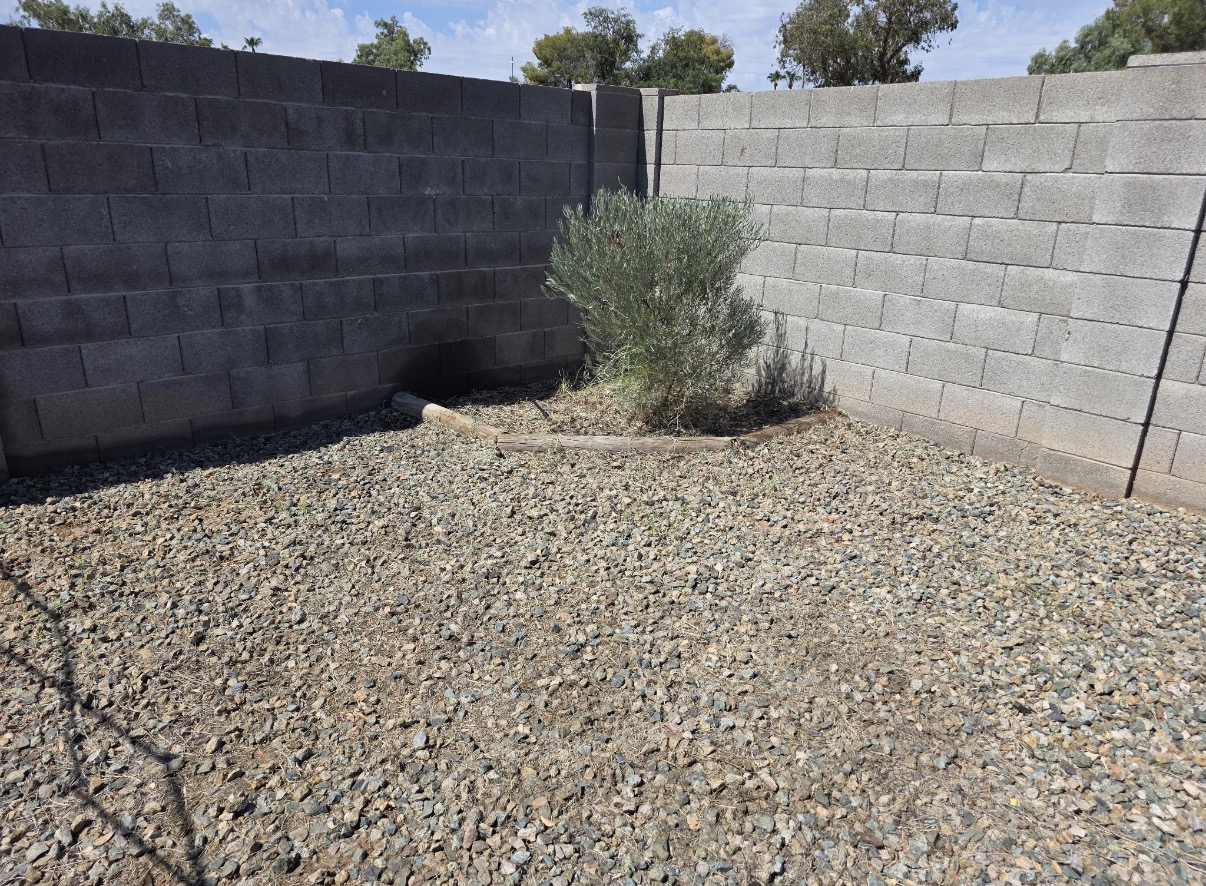 Clean gravel desert yard with trimmed olive tree after service